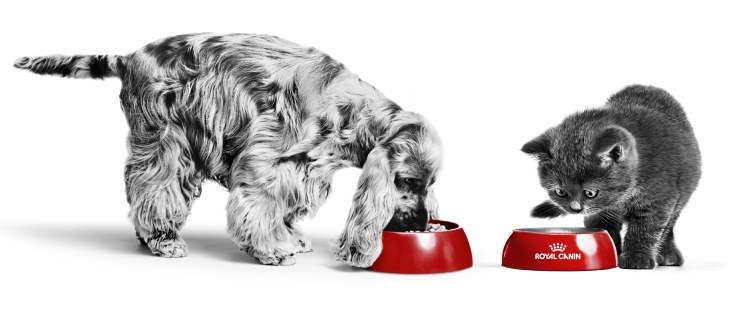 犬と猫の食事シーン