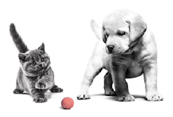 犬と猫の画像